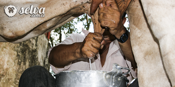 Campesino